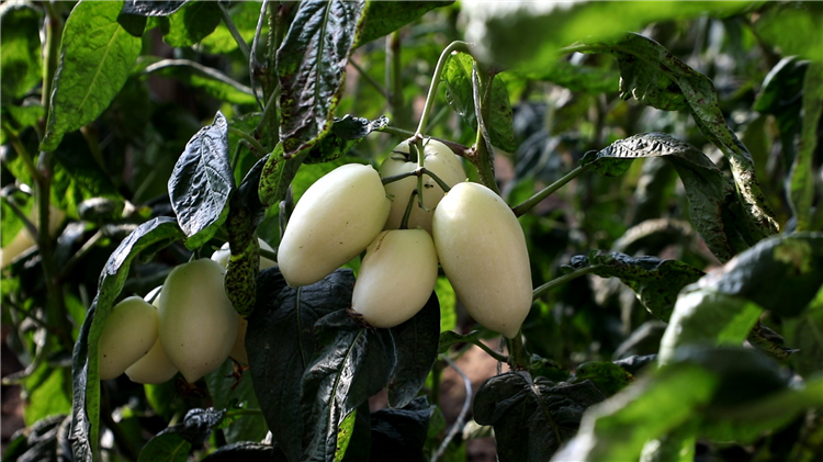 1685007751804055667.png 图片2_副本.png