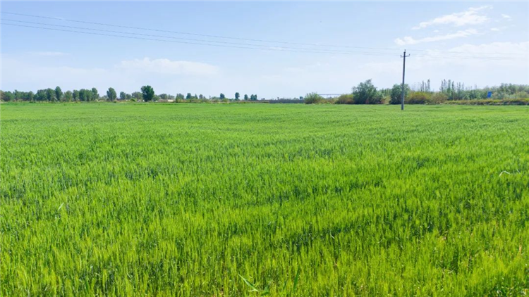 1686130178800036813.png 图片1_副本.png