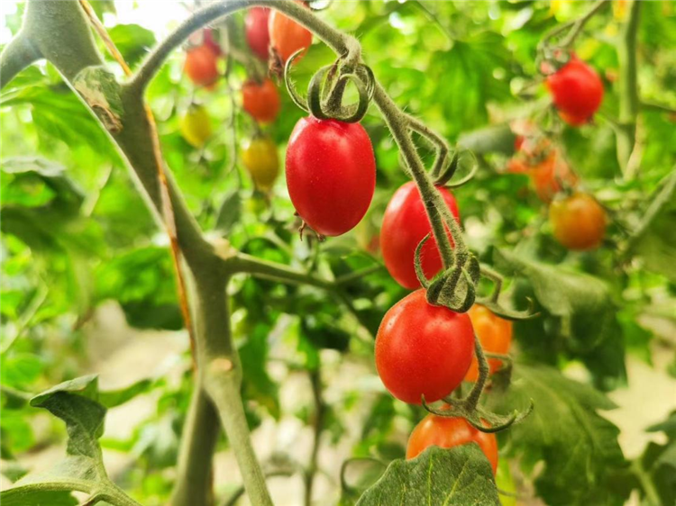 1687252425696006632.png 图片4_副本.png