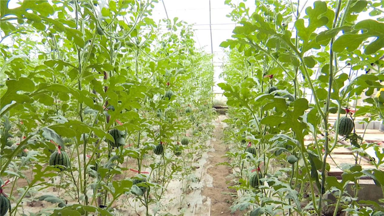 1687252442154001568.png 图片5_副本.png