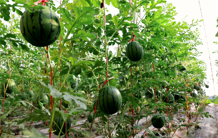 1689329141813066920.png 图片13.png