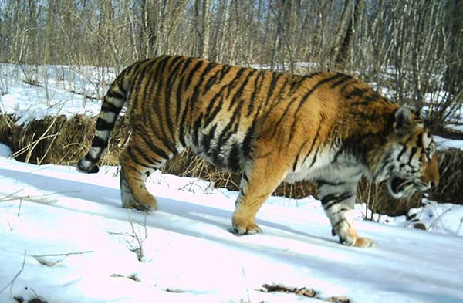 Siberian tiger population now exceeds 50