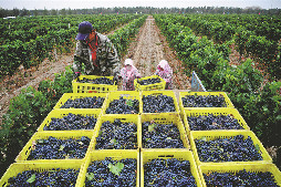 Ningxia's poverty-alleviation effort pays dividends