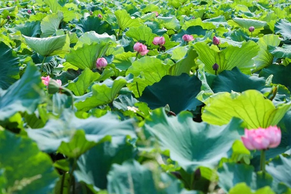 Nature's watercolor: Liangjiang's blooming lotuses