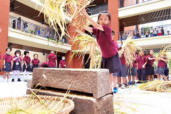 Chongqing students participate in rice harvest