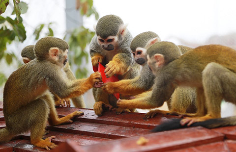 Monkeys scramble for red envelope at Chongqing zoo