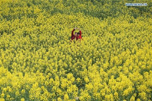 Rape flowers in S China in full bloom