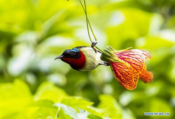 Fork-tailed sunbird flies among flowers in Chongqing