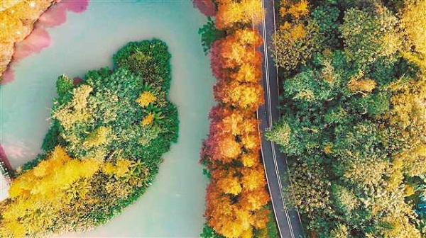 Colorful plants invigorate Chongqing