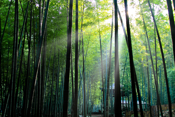 Tea tourism warms up in Liangjiang