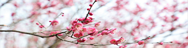 Enjoy red plum blossoms at Liangjiang park