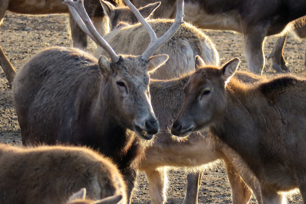 1551257463436074102.jpeg f.jpeg