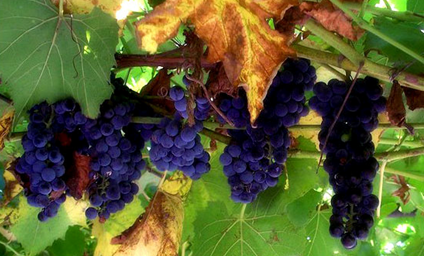 1551343982044086695.png 12.png