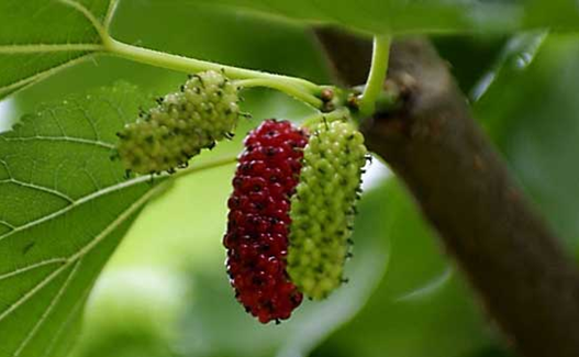 1562910447409022555.png 5.png