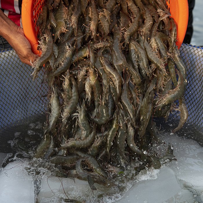 Yangjiabai Prawn