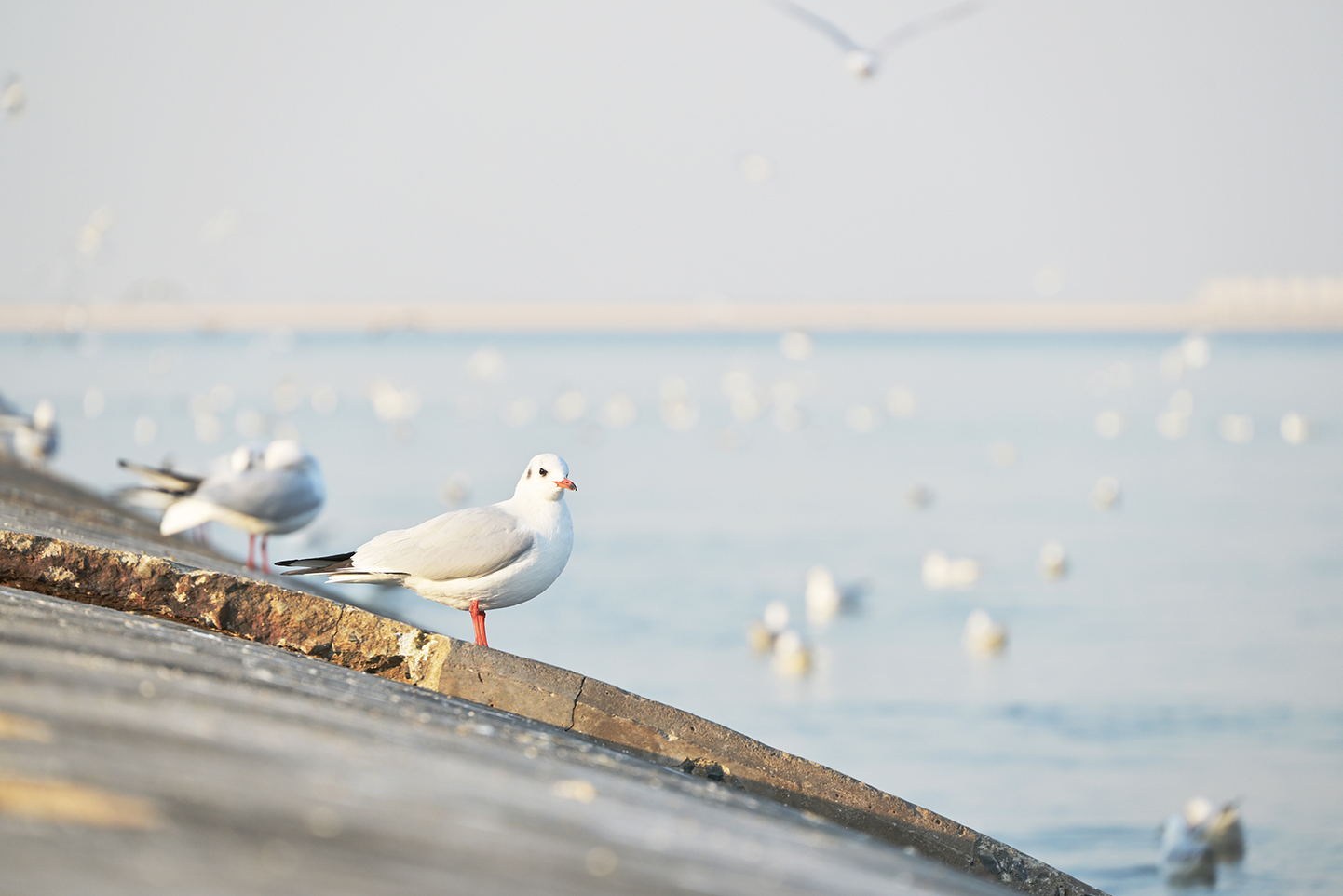 The 3rd Dongjiang Seagull Season