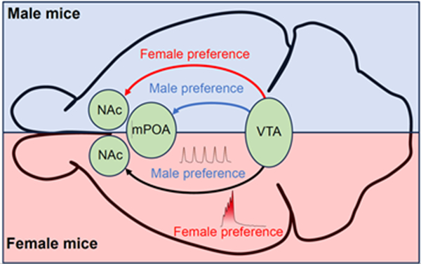 XJTU Science publication unveils social decision-making neural coding mechanisms