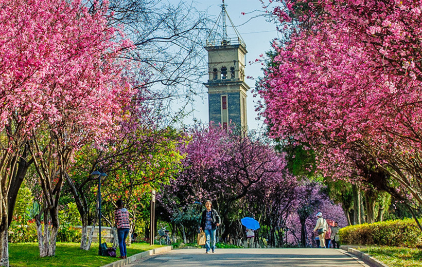 Spring blossoms in Yunnan University 