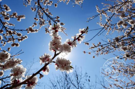 Peach flowers flourish on Jilin campus
