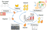 Tianjin University makes breakthrough in synthetic genome rearrangement