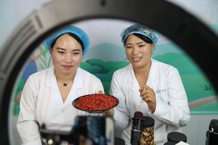 Wolfberries give fruit to poverty relief in Ningxia.jpg