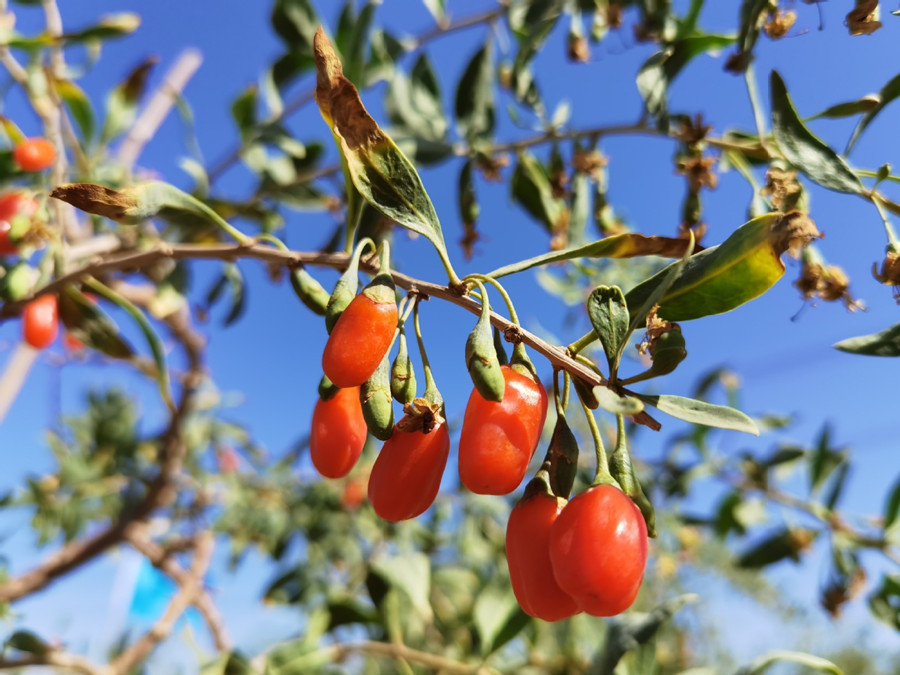 Chinese wolfberries ripen, ready for picking in Ningxia.jpg