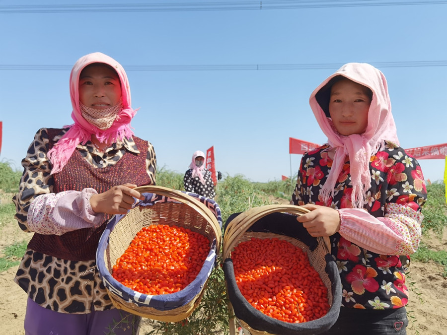 Chinese wolfberries ripen, ready for picking in Ningxia.jpg