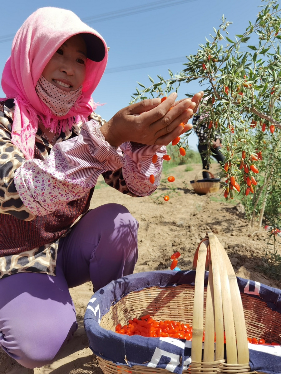 Chinese wolfberries ripen, ready for picking in Ningxia.jpg