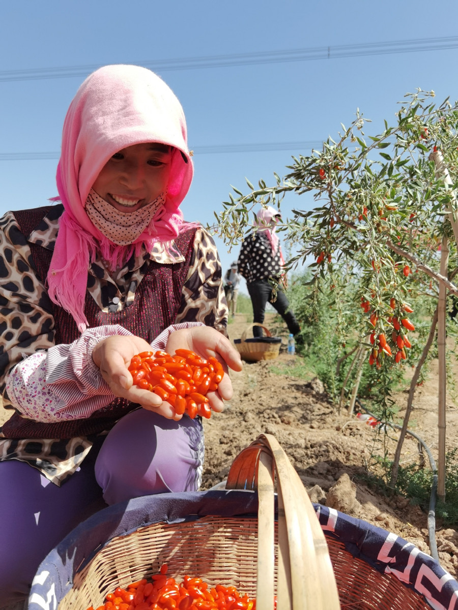 Chinese wolfberries ripen, ready for picking in Ningxia.jpg