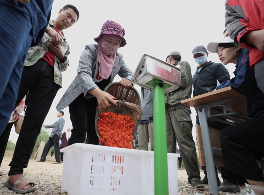 Goji berries bring the promise of a better life in Ningxia.jpeg