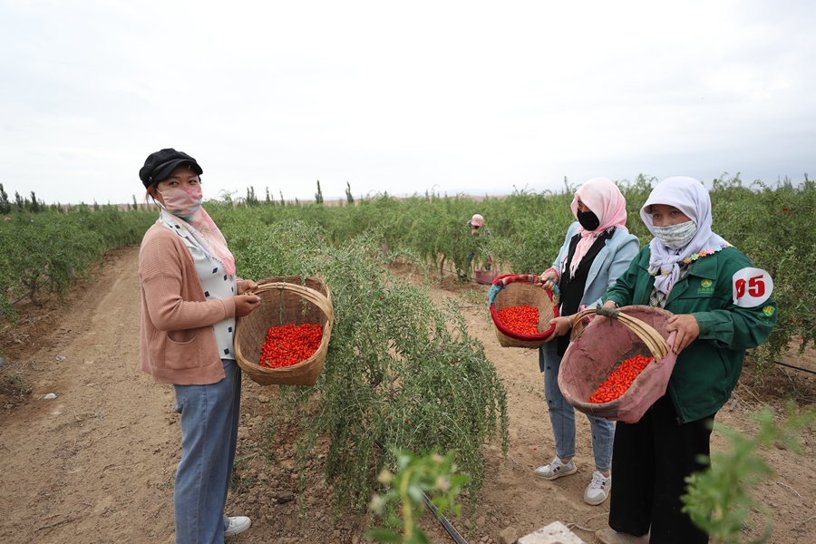 Goji berries bring the promise of a better life in Ningxia.jpeg