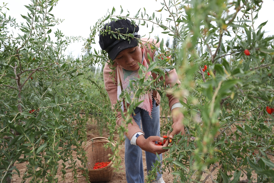 Goji berries bring the promise of a better life in Ningxia.jpeg