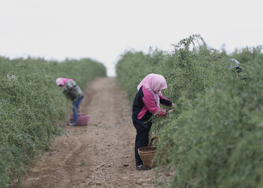 Goji berries bring the promise of a better life in Ningxia.jpeg
