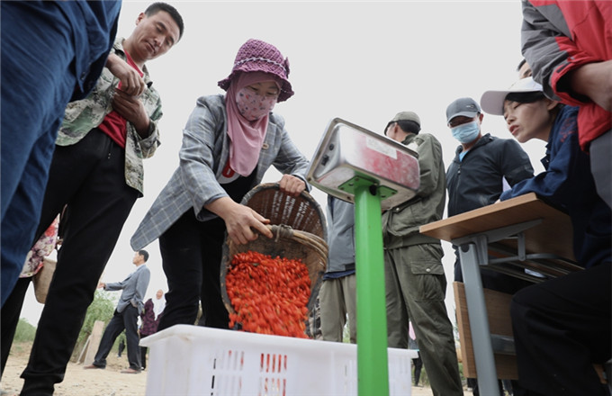 Goji berries bring the promise of a better life in Ningxia