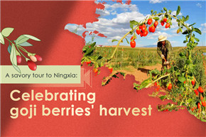Watch it again: A tasty tour of Ningxia – celebrating goji berry harvest