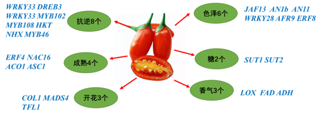 Ningxia releases scientific and technological achievements of goji berry industry.png
