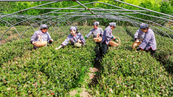 1688636607573014512.jpeg cha1.jpeg