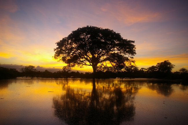 Sunset at the Amazon.jpeg