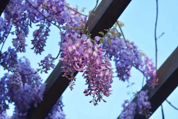 1744362061071093753.jpg 2-2_副本.jpg