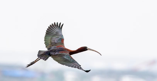 1747203669864034847.png W020240424607885286602.png