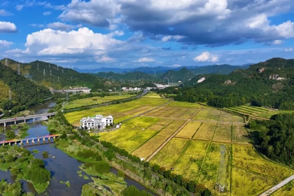 Rice fields and coffee fuel autumn rural tourism in Jinyun