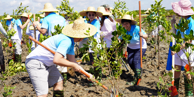 Mangroves flourish with green efforts