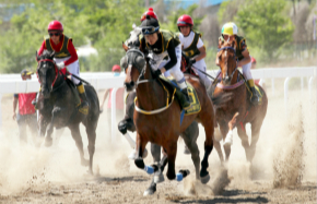 Horse industry gallops ahead in Xinjiang with fresh ideas