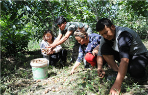 Planting blackcurrants helps bring prosperity to Fuyun in Xinjiang
