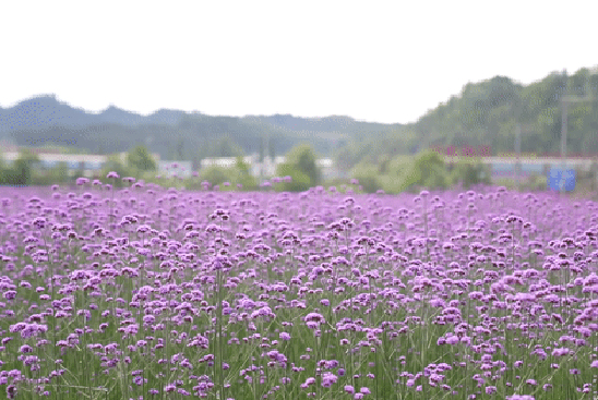 Fields of stunning purple flowers stand out in Jinyun county