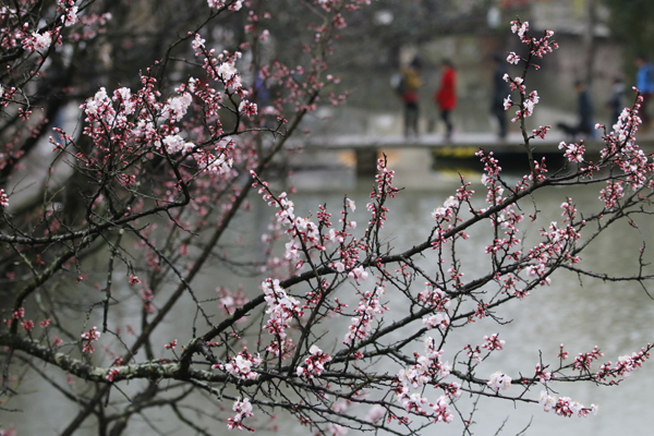 Enjoy ravishing apricot blossoms in Jinyun