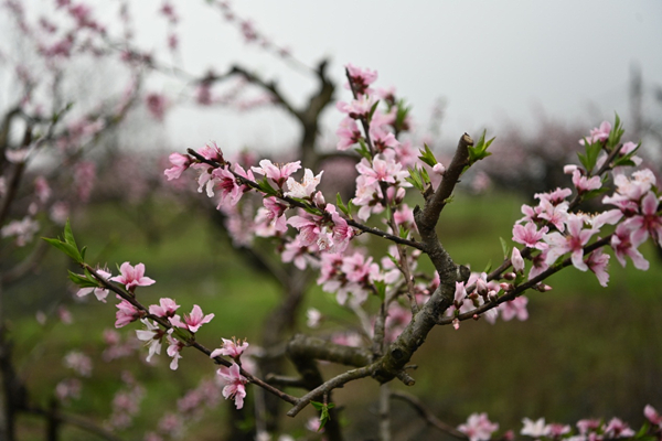 Peach blossoms captivate tourists
