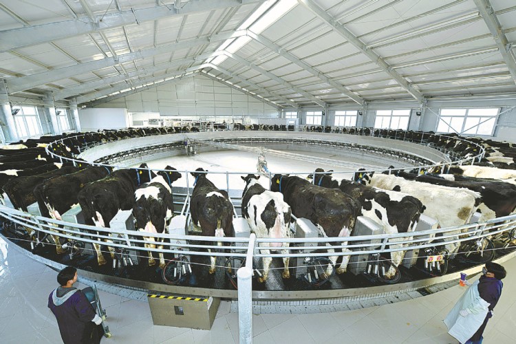 Ningxia dairies see success in quantity, quality