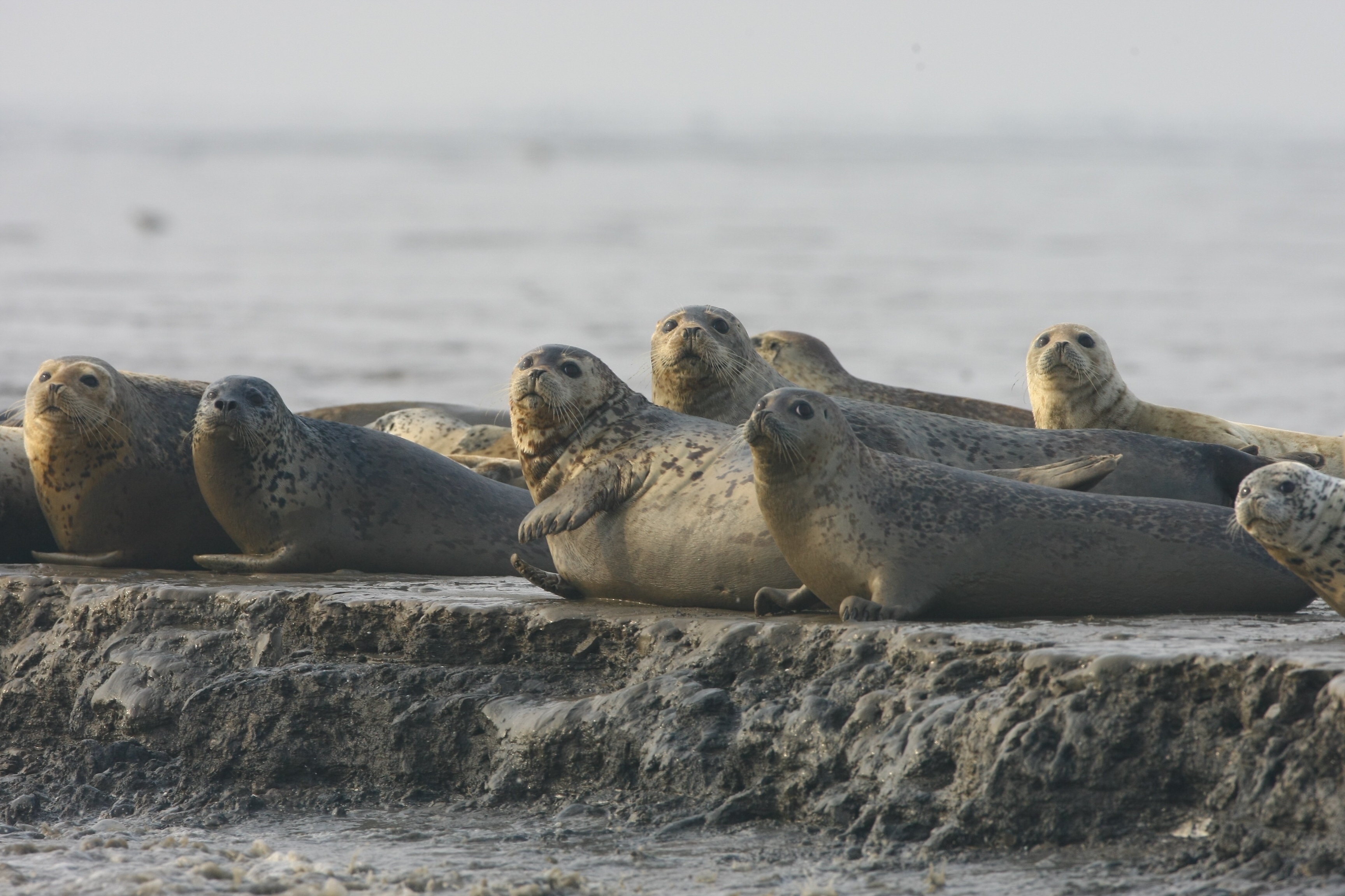 Protected spotted seals thrive in Dalian