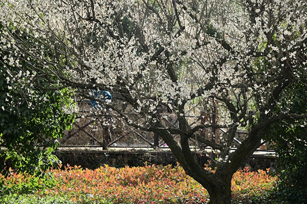 Strolling in the plum blossoms in Linping, Hangzhou